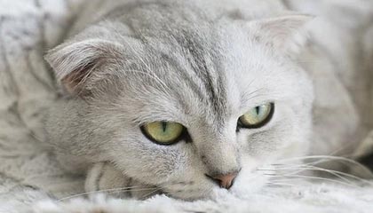 AYX体育官网-深圳领航队核心控卫发挥稳定串联全队攻势，深圳领航者篮球队官网