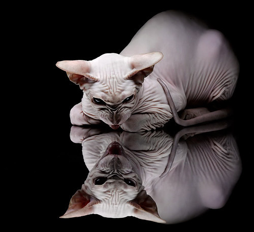 随机快船队迎战劲敌，双方战术对决精彩纷呈，快船队视频