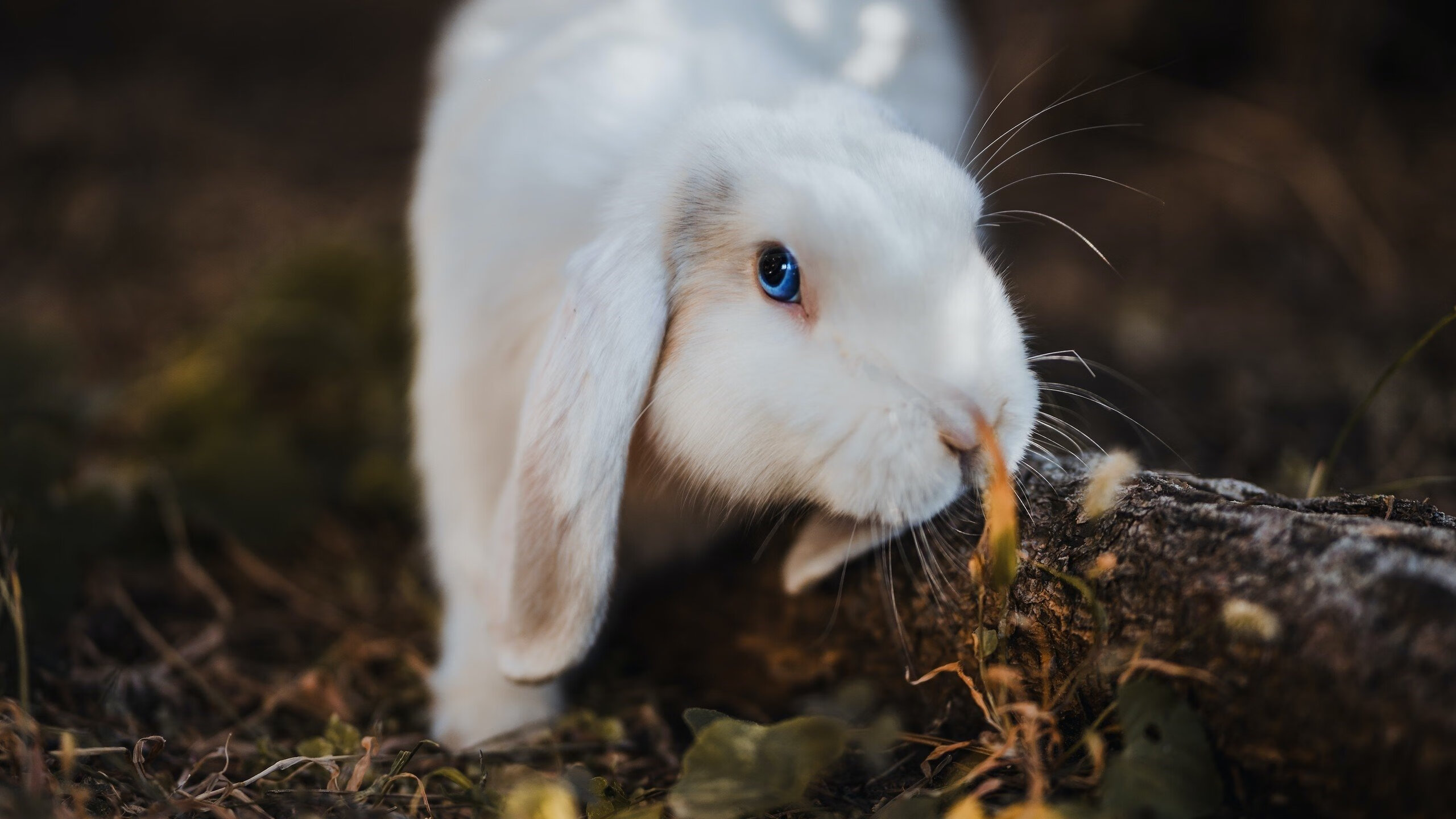 随机比赛中最震撼的“奇迹一杆”，奇迹一跃的下一句