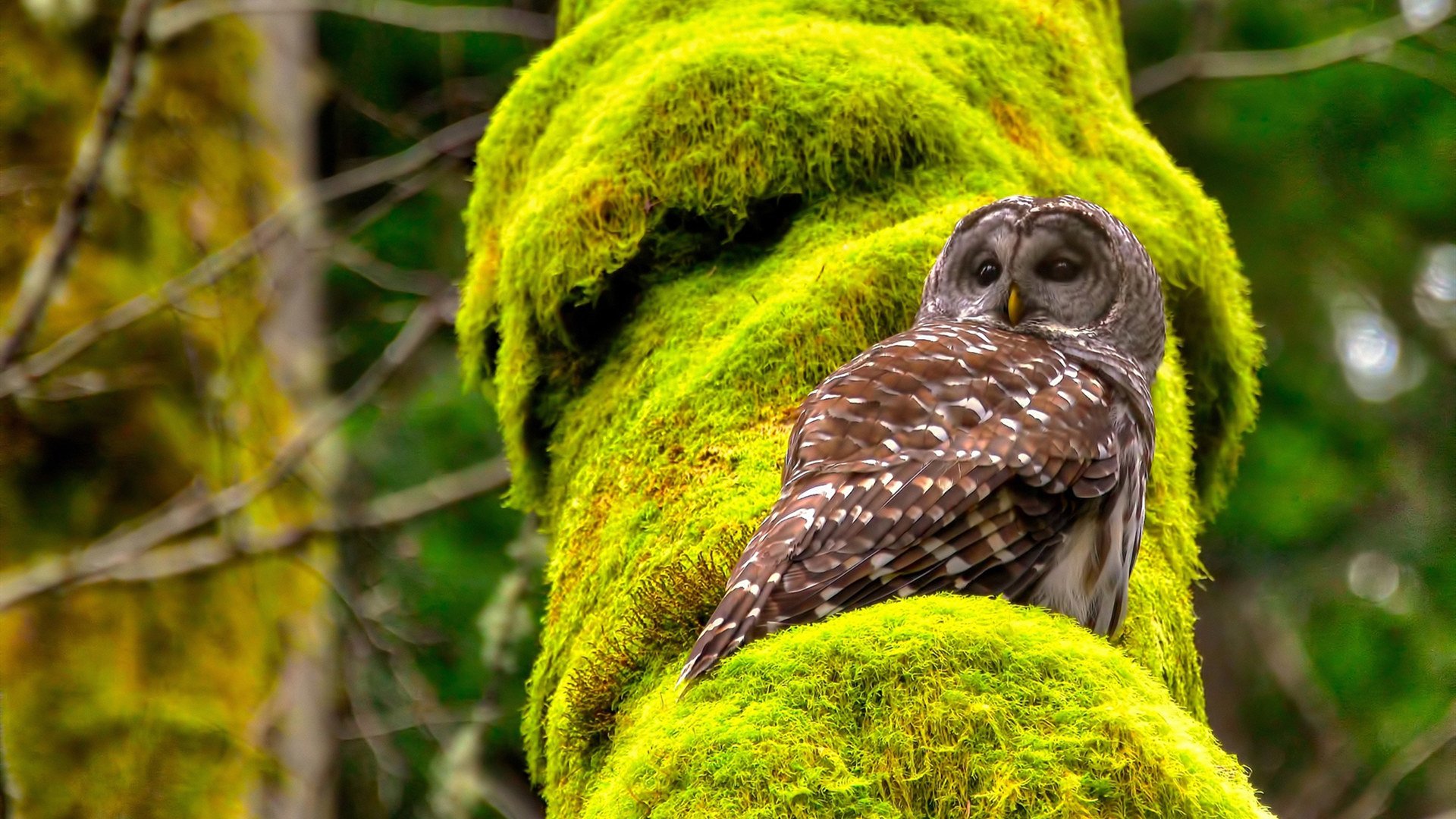 随机瓦伦西亚新援表现亮眼，助力保级，瓦伦西亚出的球星