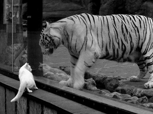 随机球队协作：北京队总助攻数高达22次，团队配合见长！，北京球队足球