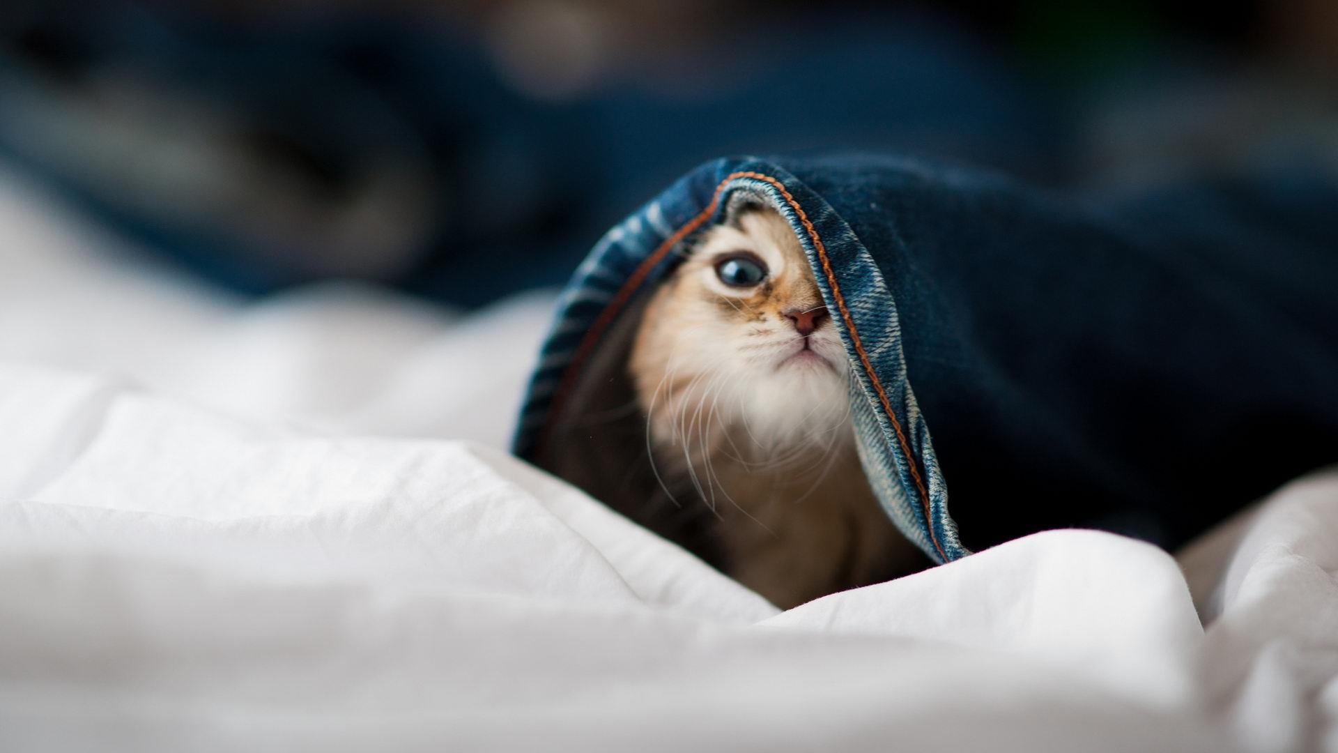 随机线上赛事与线下盛典联动带来全新观赛体验，线上比赛和线下比赛的优缺点