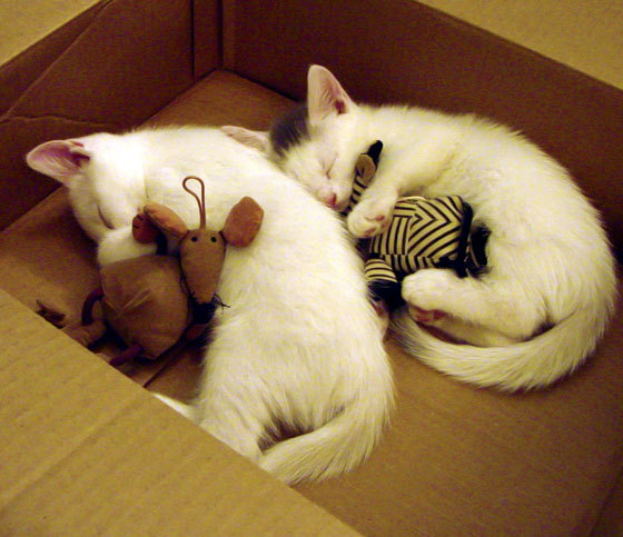 随机西甲战术深度升级，精彩表现让比赛精彩纷呈，西甲榜首大战