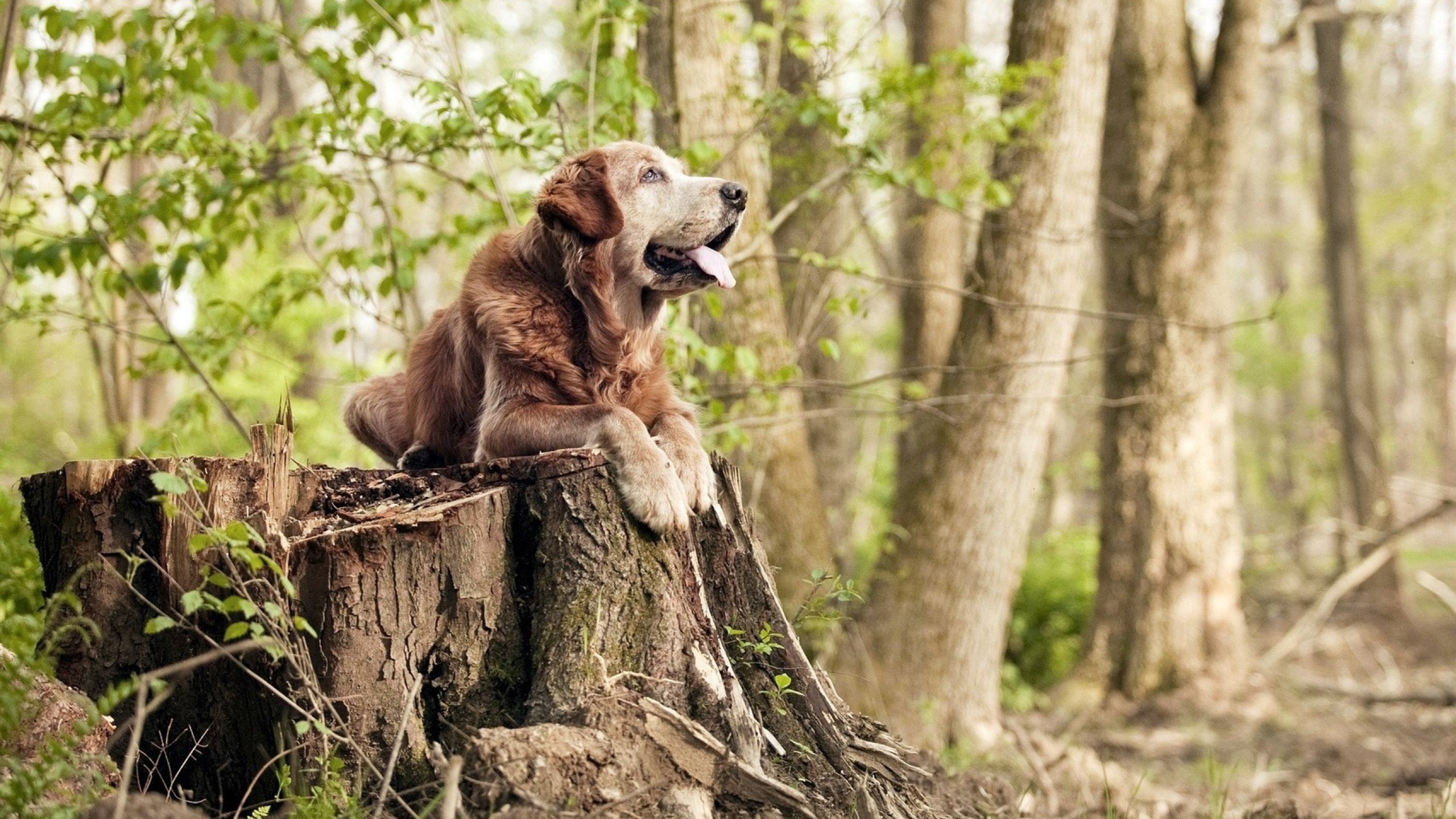 随机阿拉维斯逆境中的亮点，奋力追赶，阿拉维斯比赛视频聚胜顽球汇
