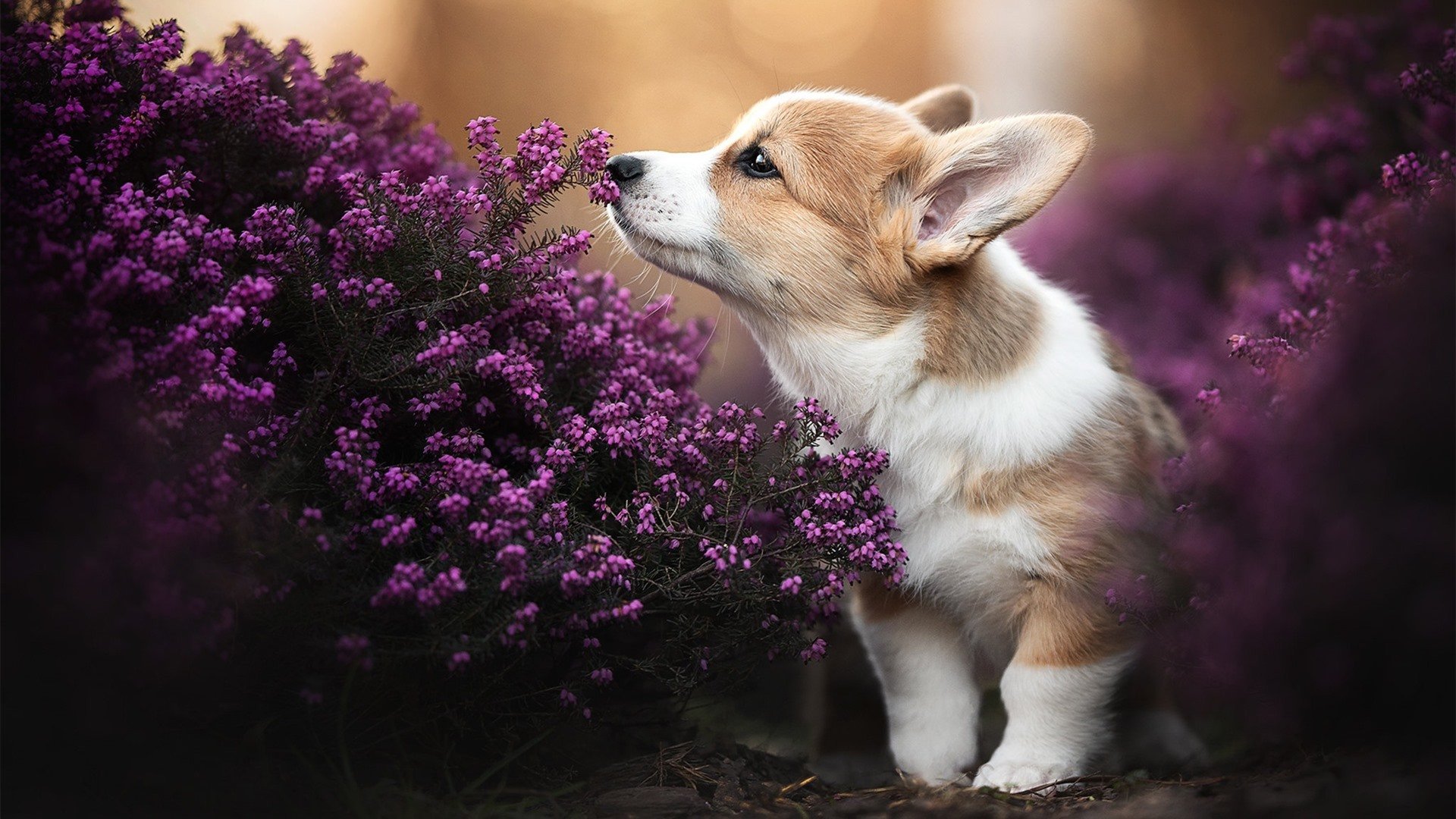 随机是否应为球员开设危机应对训练课程