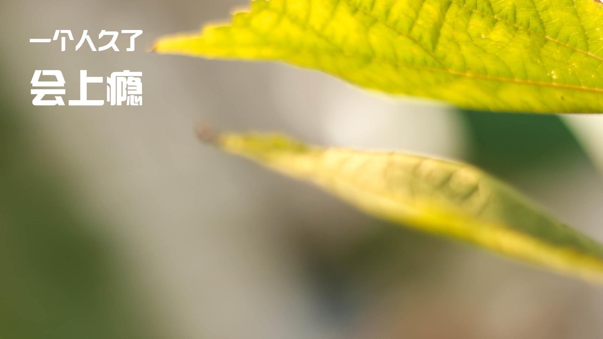 随机比利时遭遇葡萄牙挑战——欧洲预选赛情势白热化，比利时1-0葡萄牙集锦