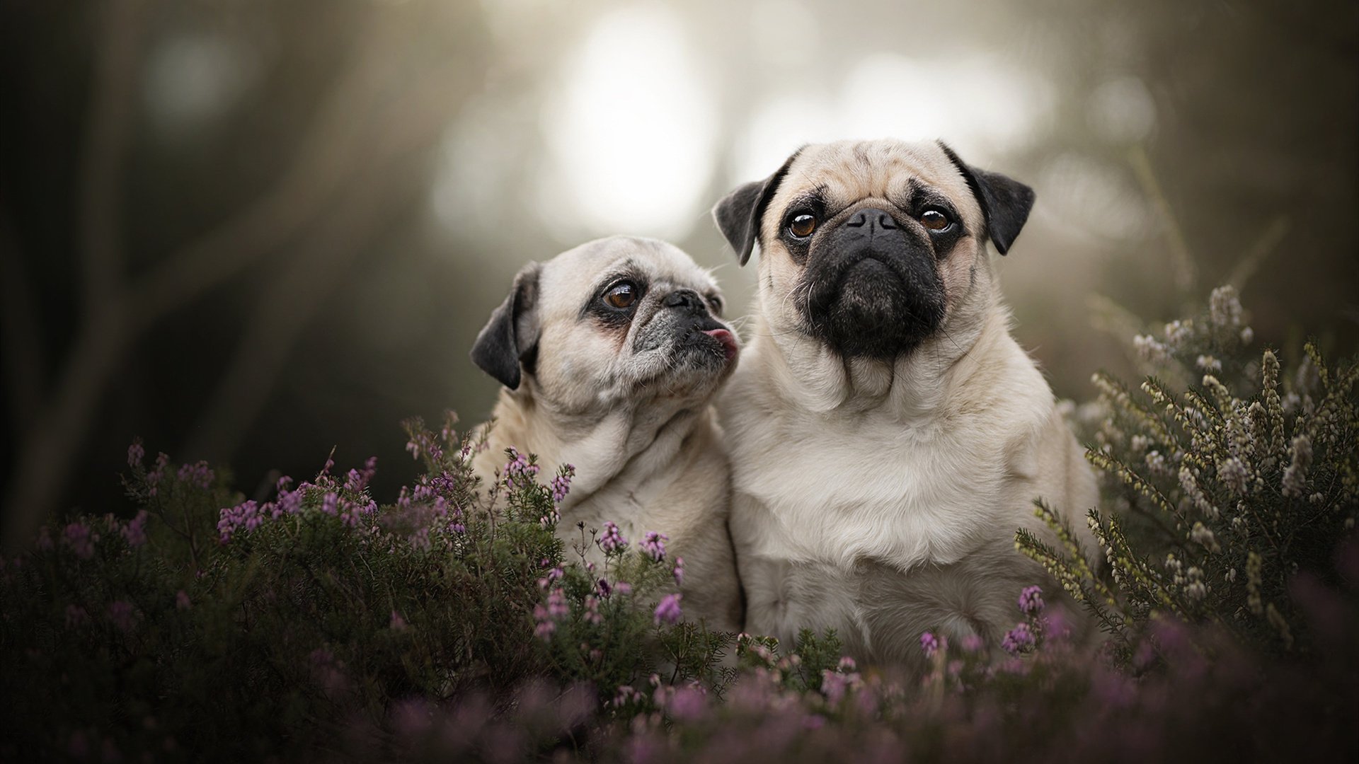 随机澳大利亚女足队引领潮流，越战越勇，澳大利亚 女足