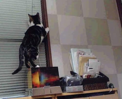 随机电竞电竞赛事安全保障措施及应急预案体系构建，电竞赛事风险预案