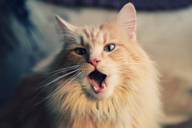 随机皇马赢得关键战役，成功杀入下一轮，皇马赢得关键战役,成功杀入下一轮世界杯