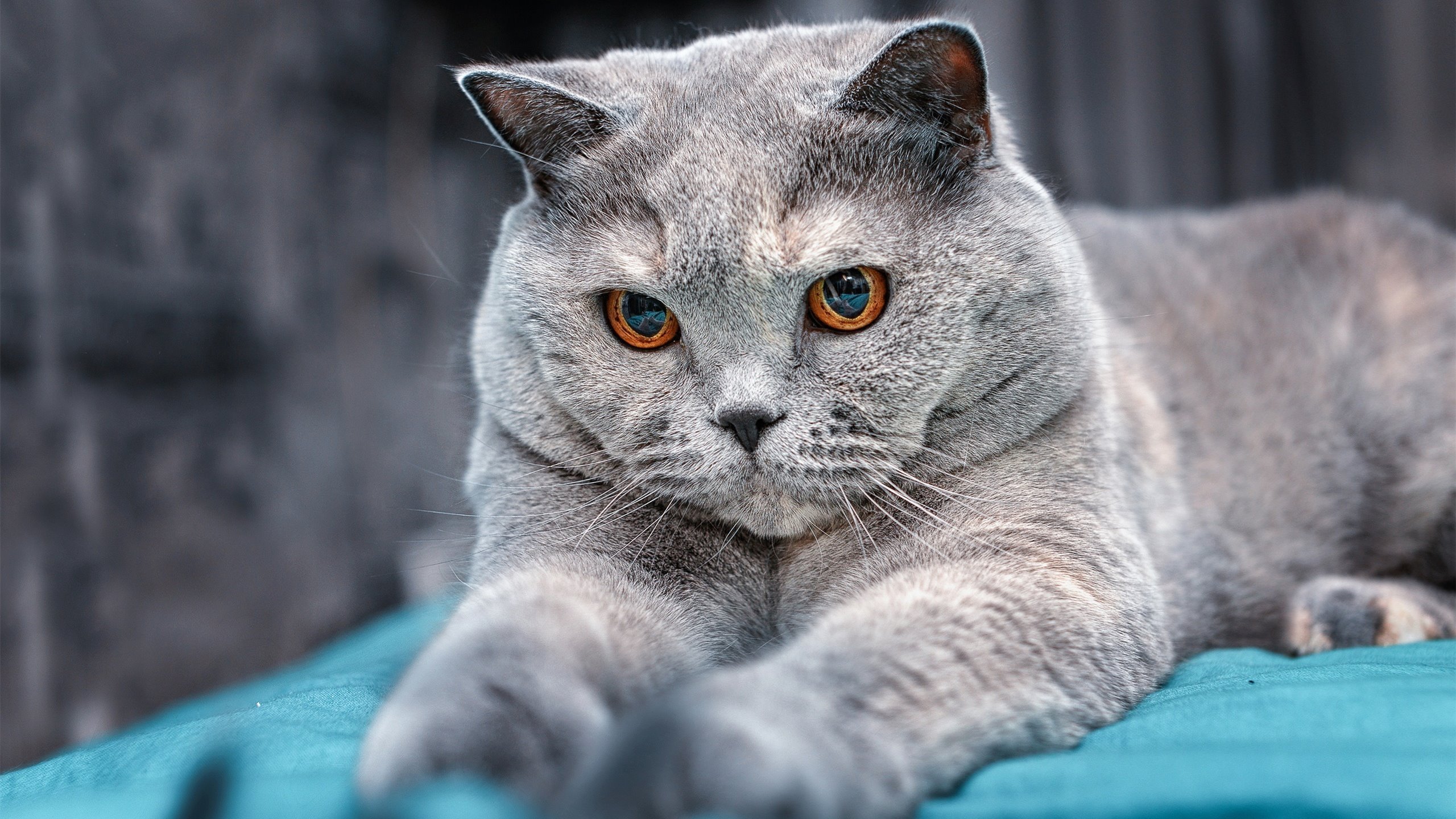 随机辽宁男篮豪取胜利，领先优势逐渐拉大，辽宁男篮之所以取得如此骄人的战绩