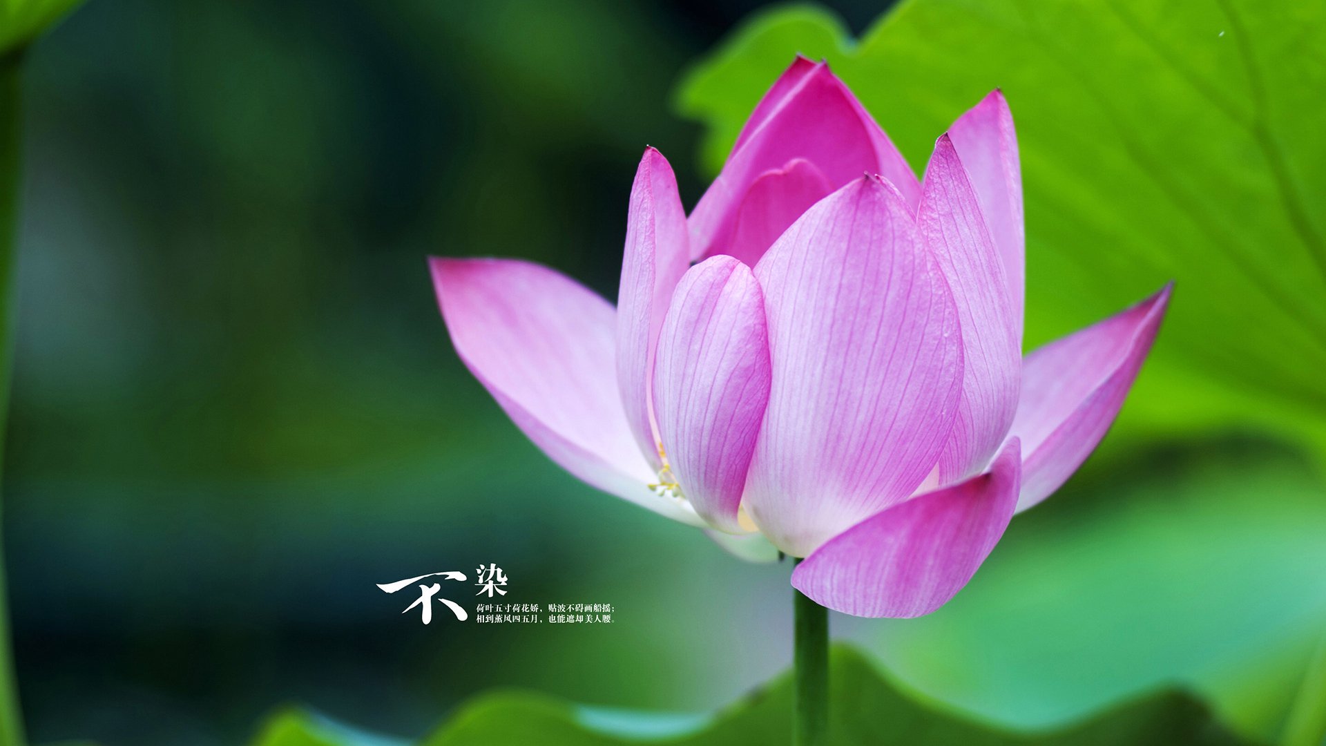 AYXSPORTSAPP-女子足球联赛新星崛起，女子足球联赛新星崛起视频