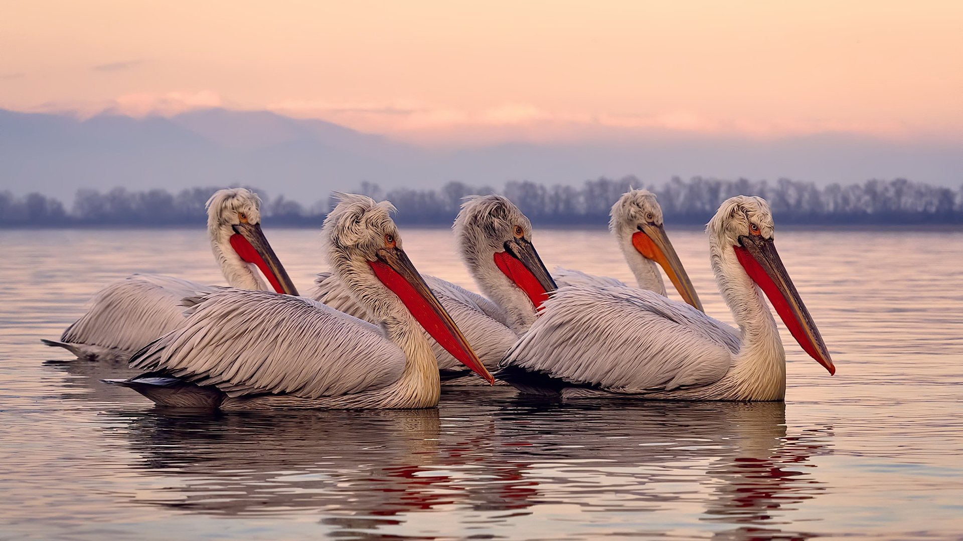 AYX体育-帕特森引领袋鼠队打破僵局，成为比赛中的战略关键，帕特森拳击