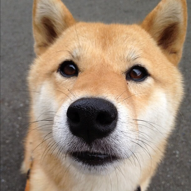 AIYOUXI.COM-戴维·帕特森的强势发挥，让袋鼠队稳居比赛控制权，帕特里克·戴维森