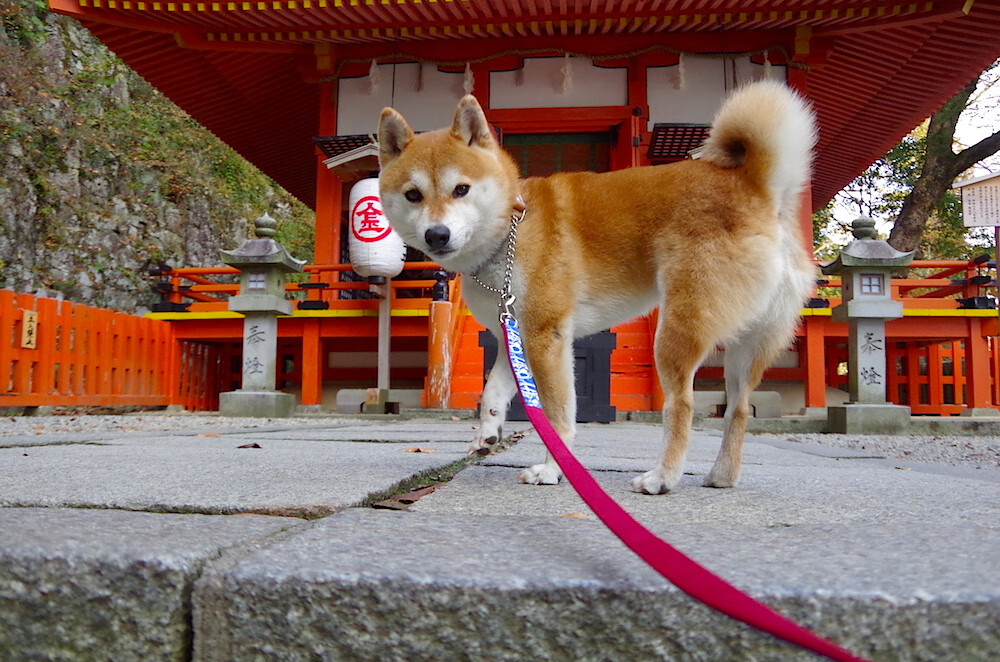 爱游戏综合娱乐-黎巴嫩女篮在西亚锦标赛中崭露头角，勇夺佳绩，黎巴嫩男篮亚洲杯